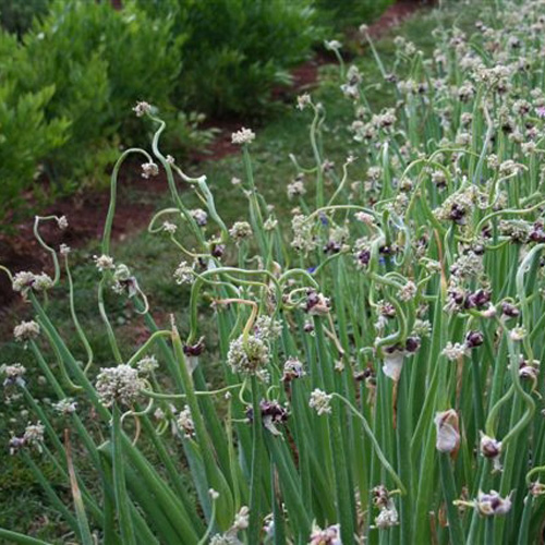 معرفی و راهنمای پرورش سبزی جات برگی - پیاز مصری